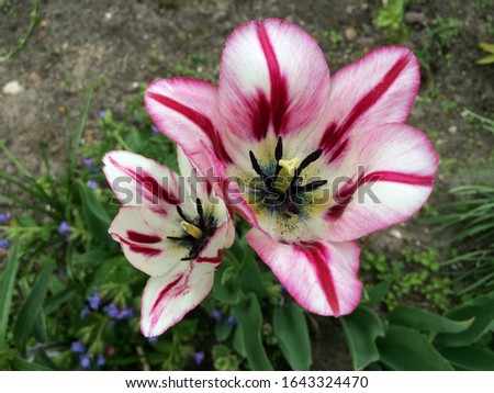 Motley white and pink tulip flower in the garden