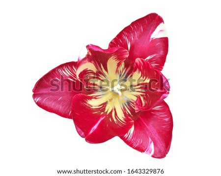 Flower of a tulip on a white background