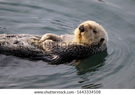 Sea otter, Enhydra lutris, swimming