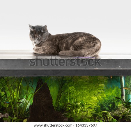 Gray house cat sleeping on the aquarium