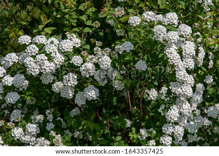 Blooming shrub of white flowers named Spiraea Vanhouttei also called bridal wreath bush. Floral backdrop of lush white petals of blossoms and green foliage. Natural herbal textures. Royalty-Free Stock Photo #1643357425