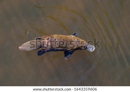 Burnie, Tasmania, Australia: March 2019: Platypus (Ornithorhynchus anatinus) swimming in the river.