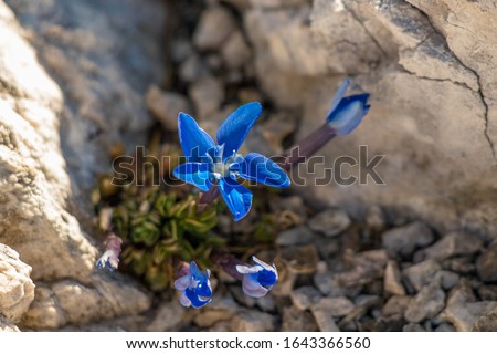 Beautiful Gentiana utriculosa flowers in mountains	
