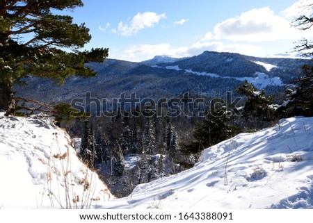 Conifers in the snow grow from below, top view from the cliff. Coniferous trees, dense winter forest, blue sky beautiful winter landscape, trees in the snow.