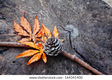 Maple leaf with pine cone on old stump texture background