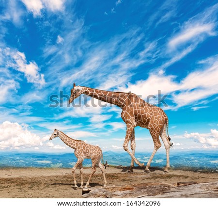  family of giraffes goes against the blue sky
