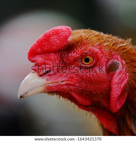 part of a rooster's head. Sharp eyes with hard beak and red crested