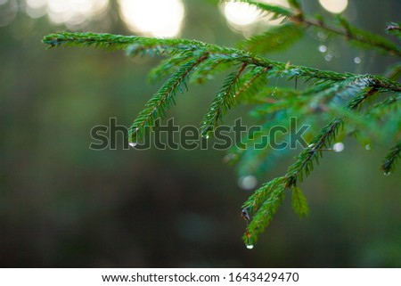 Forest firs with rain drops