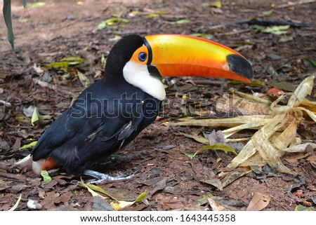 toucan bird standing on the ground with leaves 