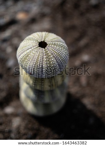 Sea-urchin skeletons lying on a beach. Green, grey and yellow. Picture is perfect for backgrounds and wallpapers. Sea-side and ocean travel.