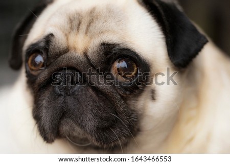 Close up pug dog face fawn and black mask pedigree pet Brachycephalic flat face Royalty-Free Stock Photo #1643466553
