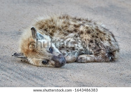Young sad hyena lying in the road