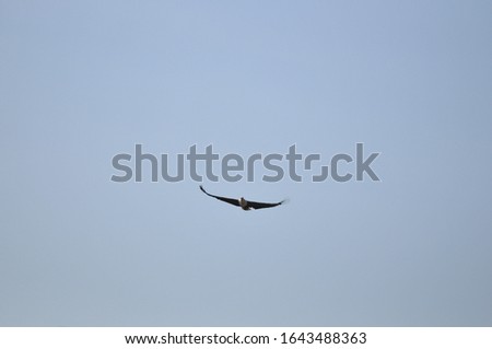 The African Fish-eagle (Haliaeetus vocifer) during the fly over the Hawassa lake