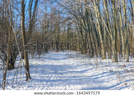 Winter forest and the road. Sleeping nature. Landscape. Royalty-Free Stock Photo #1643497579