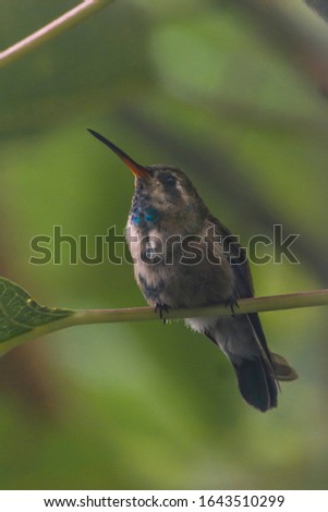Beautiful Hummingbird in the garden