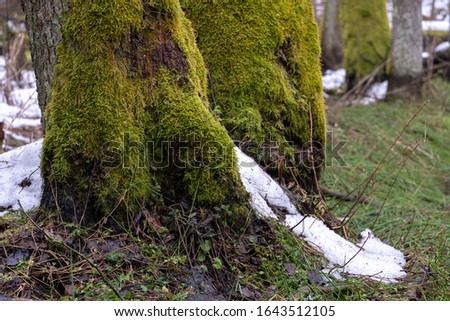 Forest landscape. The trunk of a large tree in close-up. The thick trunk of a pine tree is covered with moss. There is snow on the grass. 