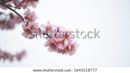 Background image to decorate. Photography with almond trees blooming. Almond tree branch with flowers.
