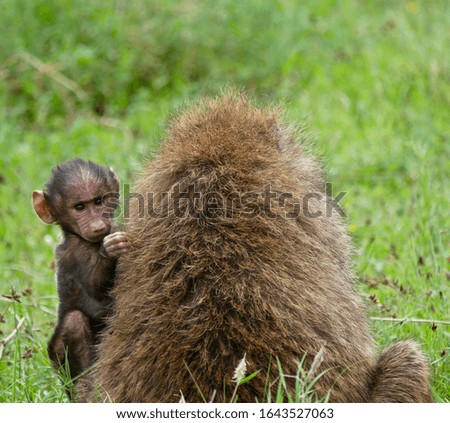 Baboons in Lake Nakuru - Kenya