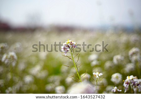 Background nature image to decorate. Photography with wild plant with flower.