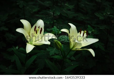 White lily flowers on black and green background