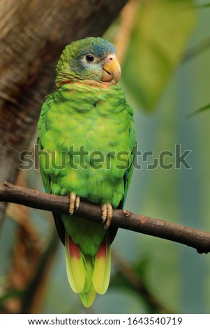 Portrait of yellow-billed amazon (Amazona collaria) also called Jamaican amazon. Green parrot perched on branch in tropical forest. Endemic parrot from Jamaica. Royalty-Free Stock Photo #1643540719
