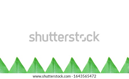 Beautiful green leaves with a white background