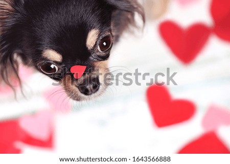 Close-up picture of the heart on the dog's nose