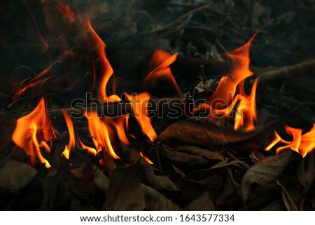 Red flames picture due to burning of dead leaves.