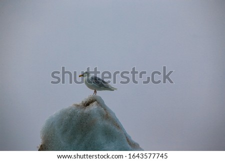 Blurred of Photograph of Seagulls stand on ice above the Norwegian sea