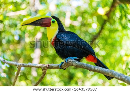 Toucan Sitting on a Branch Looking Left