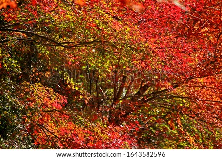 Detail of the Autumn season leaf in Japan
