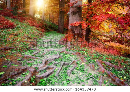 Beautiful autumn forest in red and orange tones