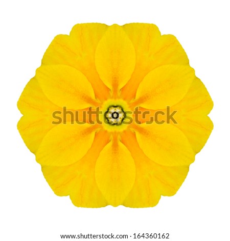 Yellow Concentric Primrose  Primrose Flower Isolated on White Background. Kaleidoscopic Mandala Design