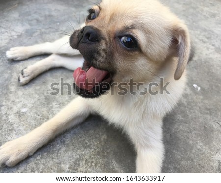 A white pug young dog sitting on the ground yawning.
