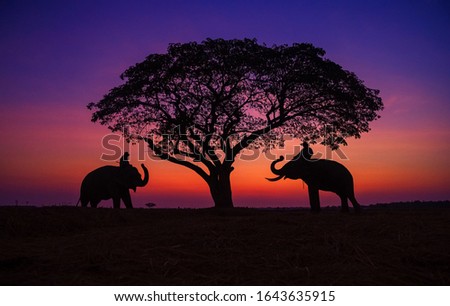 two Elephants Silhouette at countryside Surin Thailand on the morning sunset.