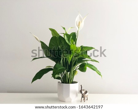 Isolated peace lily house plant on empty white desk Royalty-Free Stock Photo #1643642197