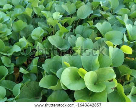 photo  plant leaf green background image 