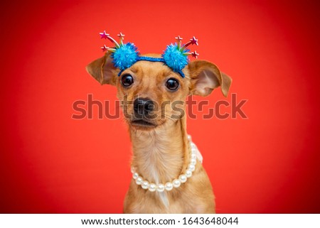 small dog dressed up for brazillian carnaval. dog funny costume