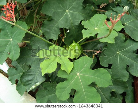 photo plant flower leaf green background image 