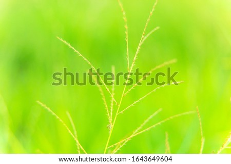 Green nature blurred background with noise
