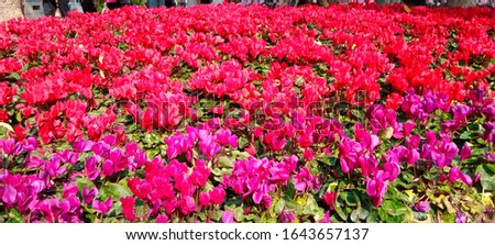 A beautiful red flower field. Red flower background
