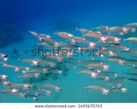 Indian mackerel (Rastrelliger kanagurta) in tropical sea. Marine life, underwater photo from scuba diving. School of silver fish (Indian mackerel ) swimming in shallow sea. Ocean wildlife picture.