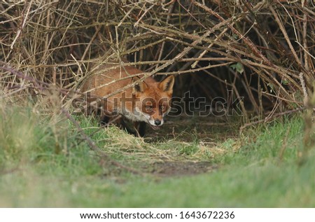 A magnificent wild Red Fox, Vulpes vulpes, emerging from its den at dusk to go hunting. 
