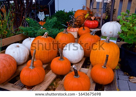 pumpkins on sale in the farmer market