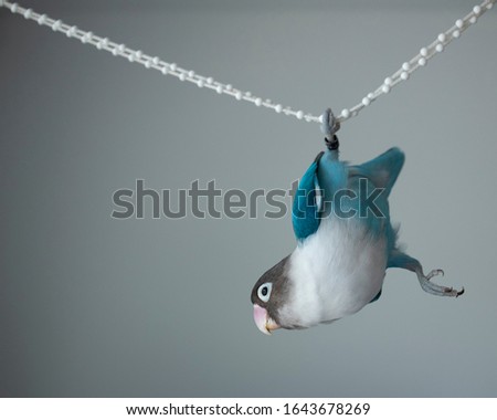 Funny bird blue pet lovebird Royalty-Free Stock Photo #1643678269
