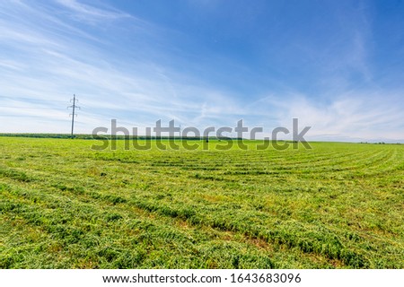summer landscape, sultry summer days, alfalfa haying, livestock feed