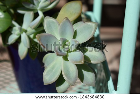 Potted succulent plants on bright sunny patio.