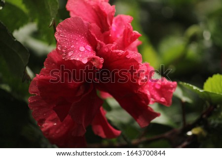 Close up picture or shot of red layered petal hibiscus flower or red hibiscus or adukku semparuthi after the rain. rain drops on the red layered petal hibiscus flower or red hibiscus/adukku semparuthi
