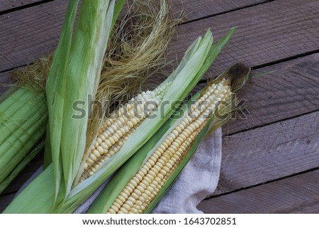 Fresh and young corn on the cob on a wooden background. concept of agriculture, production and new harvest. The view from the top. space for text.