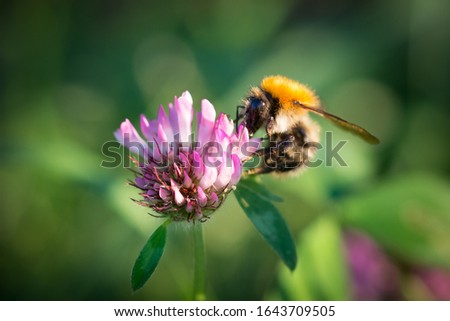 A common carder bee (Bombus pascuorum) on a flower of the red clover (Trifolium pratense).